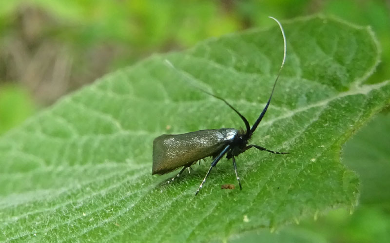 Adela reaumurella ? S, femmina